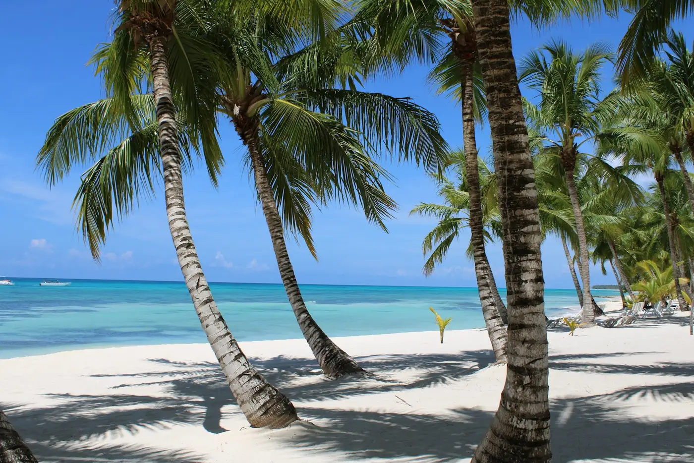 Playa de arena blanca con palmeras